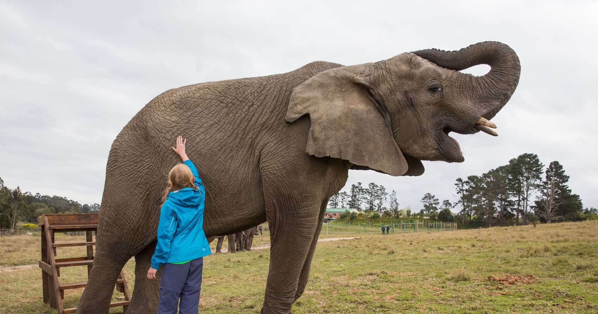 Featured image for “Elephants, Ostriches, and Cheetahs, Oh My!  Animal Encounters on the Garden Route of South Africa”