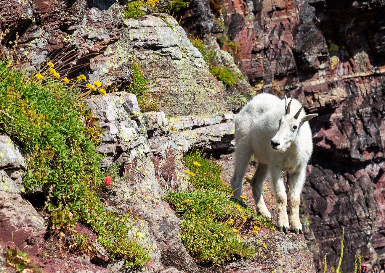 Mountain Goat Glacier National Park Itinerary