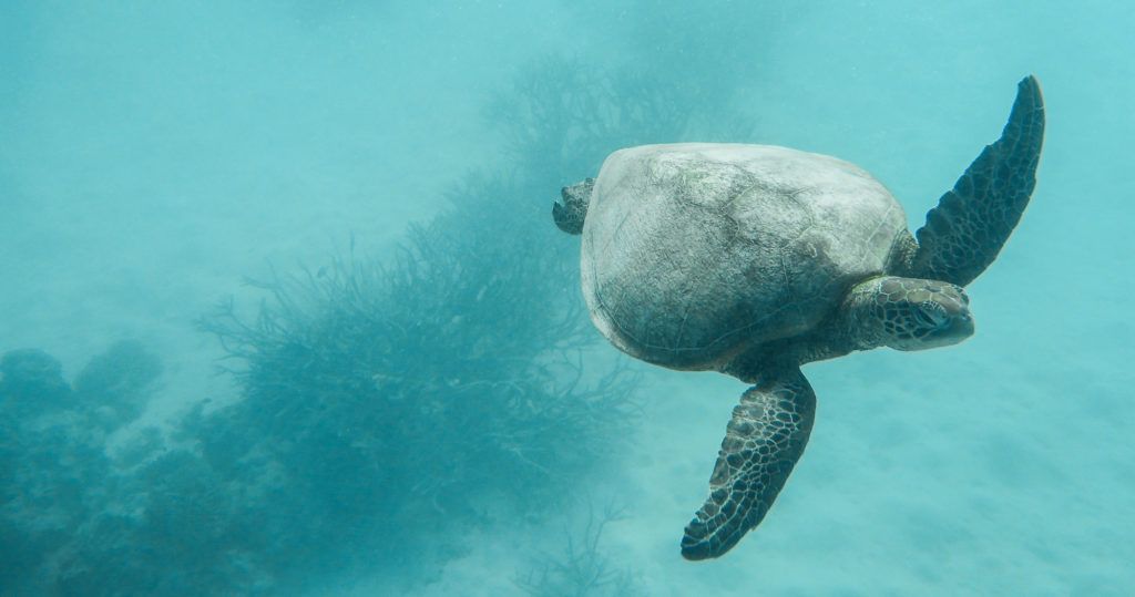 Sea Turtle GBR