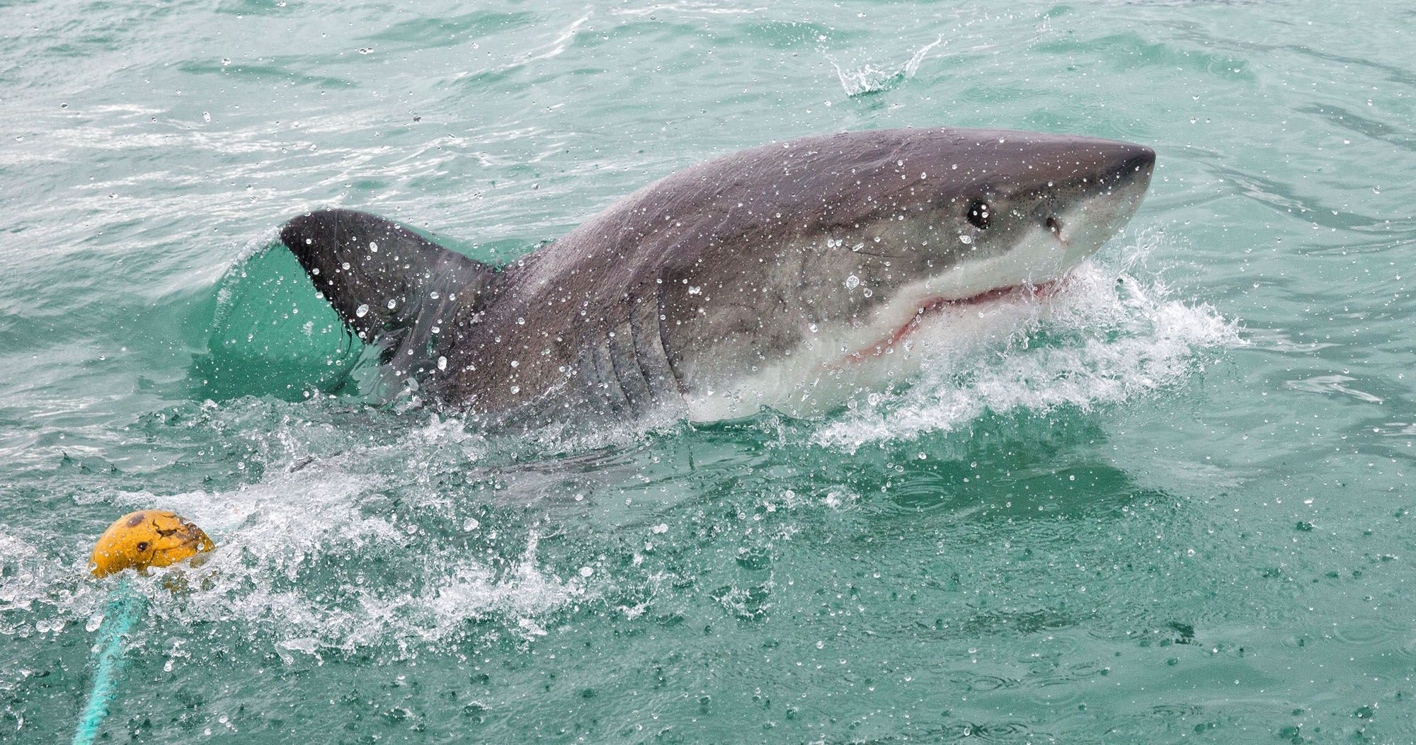 Featured image for “Shark Cage Diving in Gansbaai, South Africa”