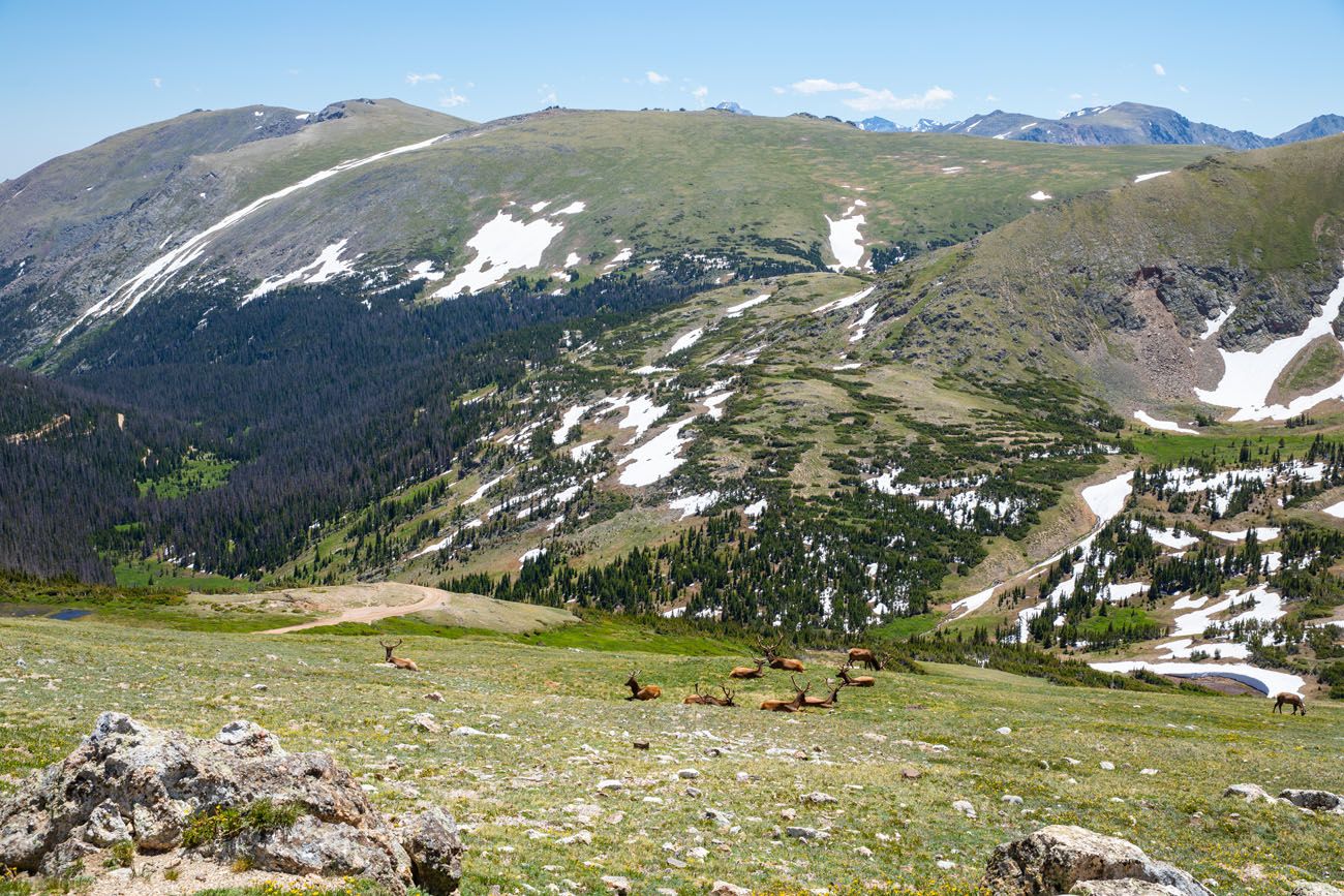 Elk in RMNP | Best Hikes in Rocky Mountain National Park