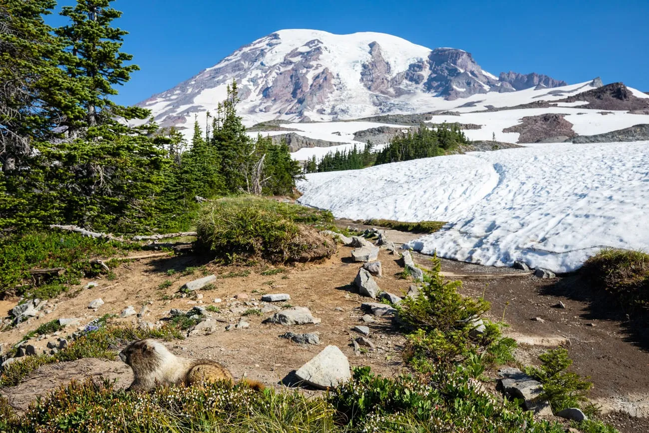 Marmot on the Skyline Trail Loop in Mt Rainier