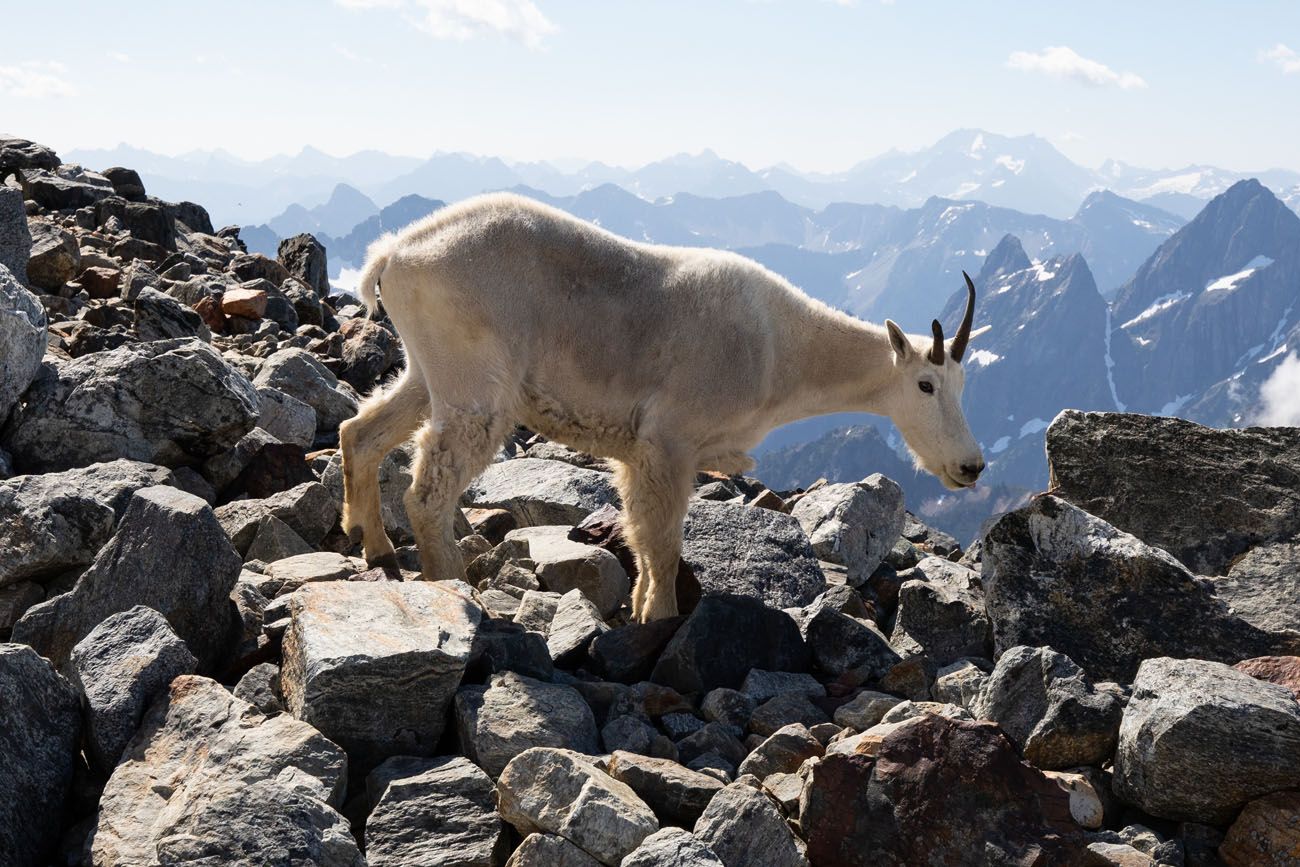 North Cascades Mountain Goat