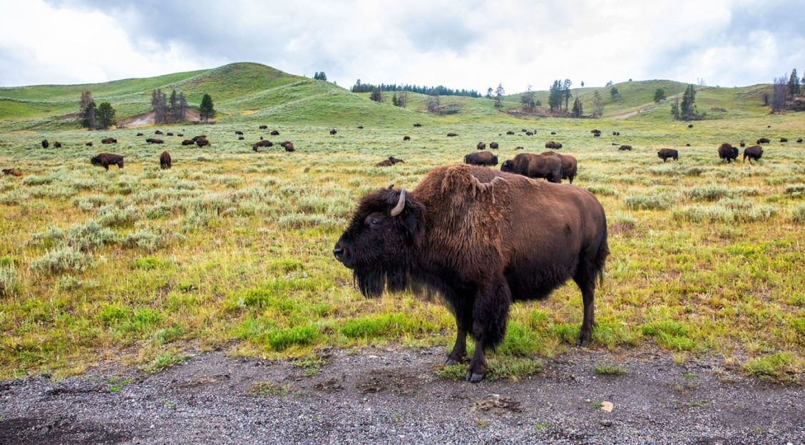 The Perfect Yellowstone Day Trip from Grand Teton National Park – Earth ...