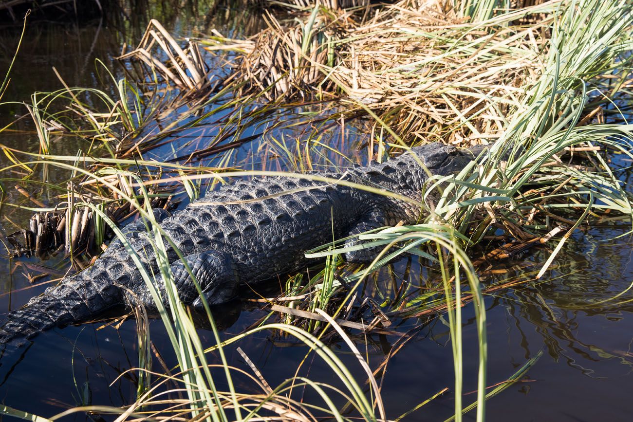 Crocodile in Everglades