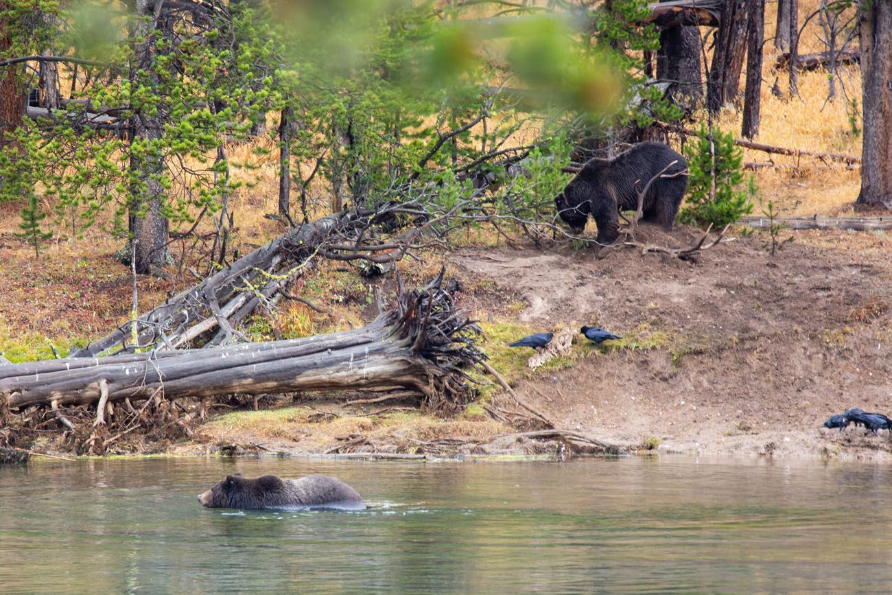 Grizzlies in Yellowstone | Best National Parks in October