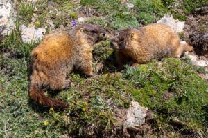 Continental Divide Trail to Mt Ida, Rocky Mountain National Park ...