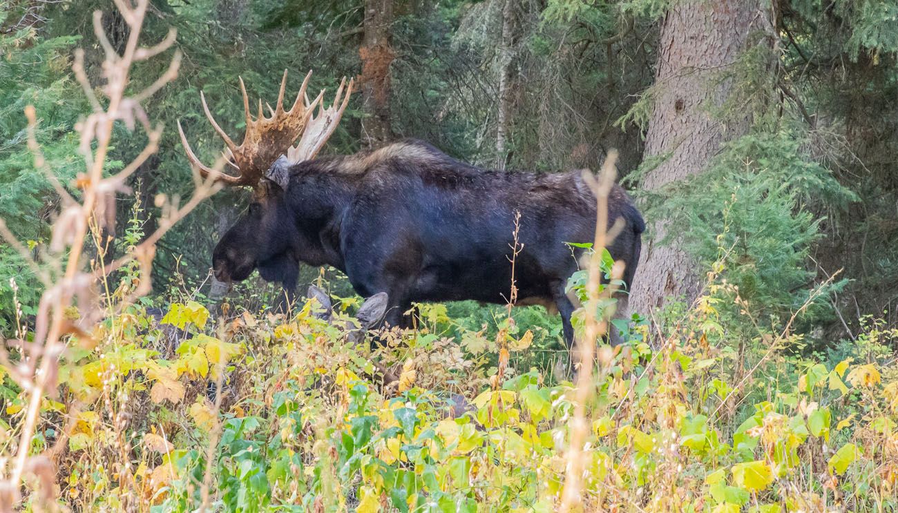 Moose Grand Teton