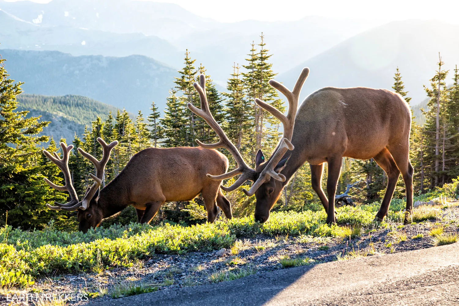 Elk Rocky Mountain National Park itinerary
