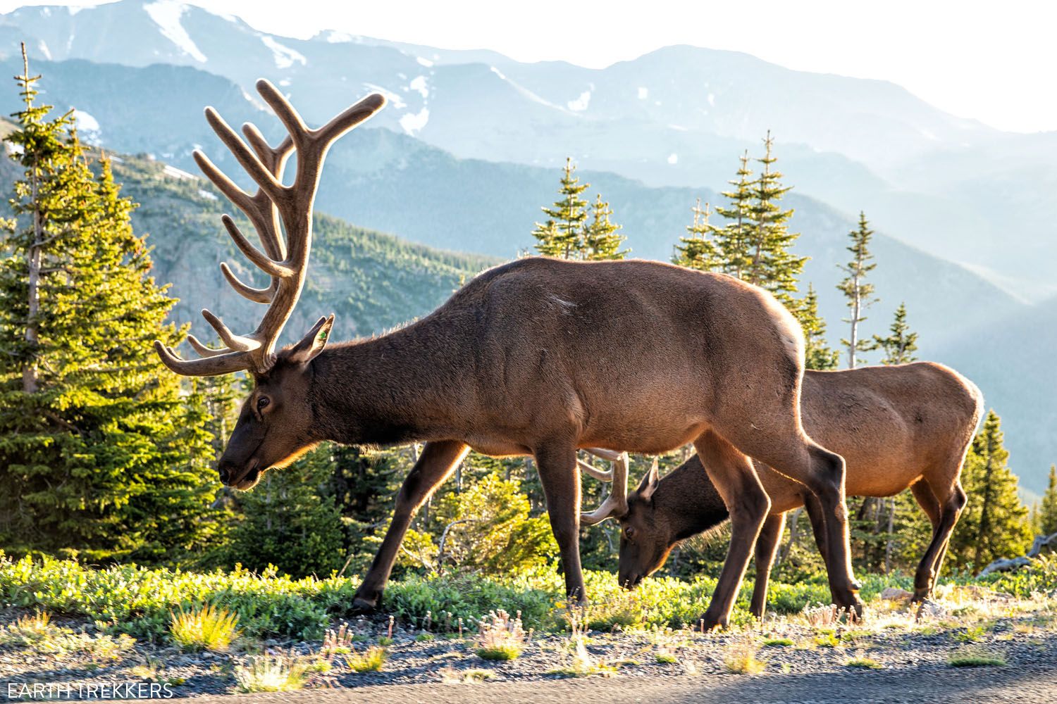 Elk on Trail Ridge Road