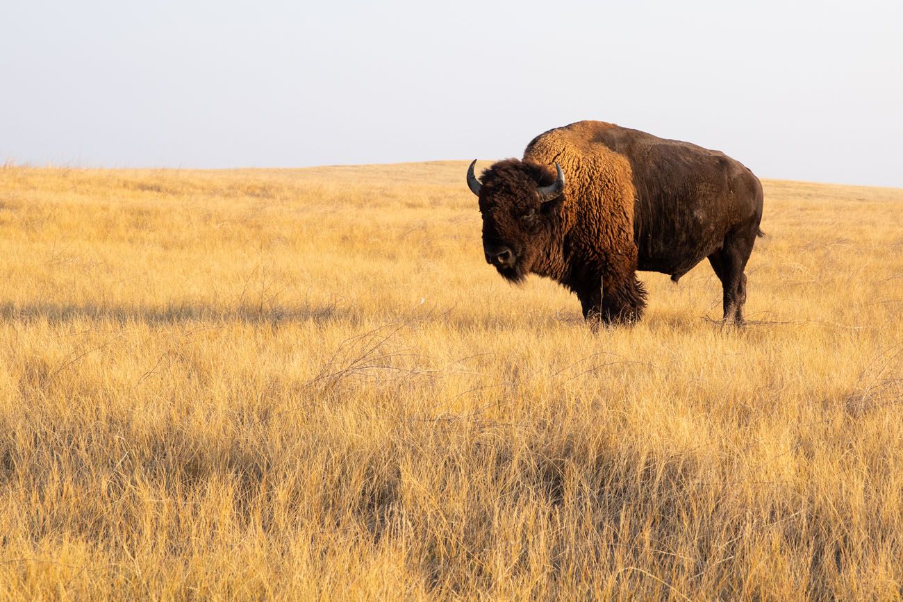 Bison in South Dakota