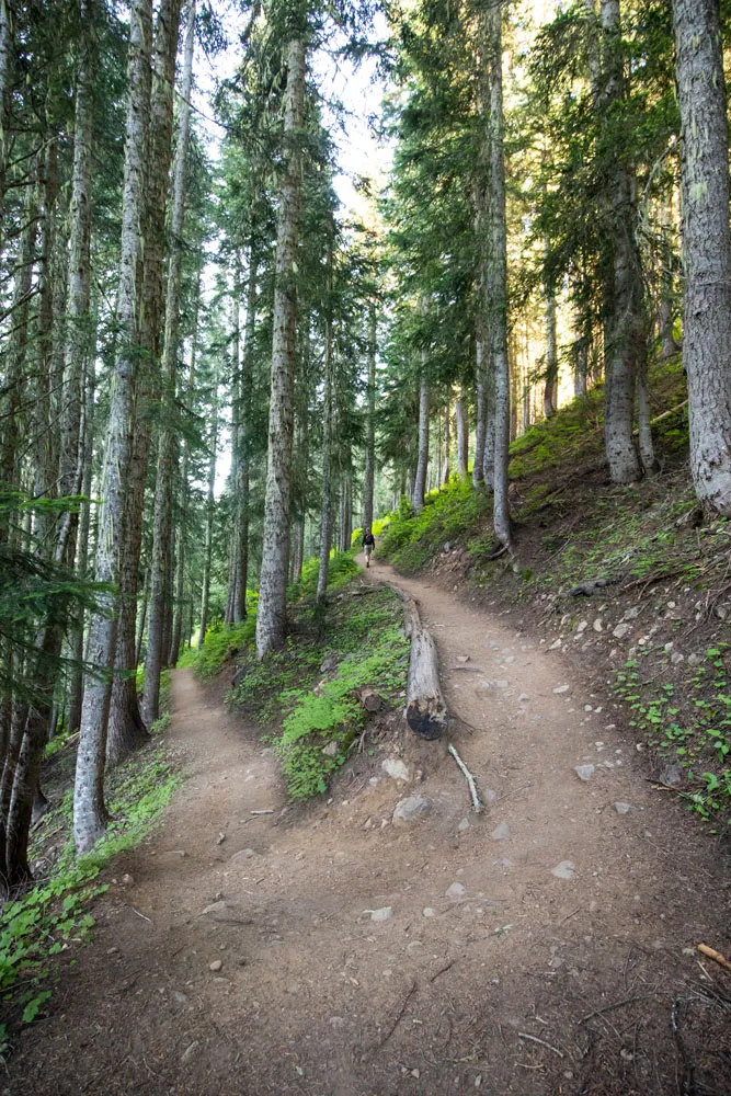 Forest Trail in the North Cascades on the Heather Maple Pass loop