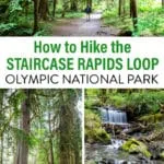 How to hike the Staircase Rapids Loop in Olympic National Park.