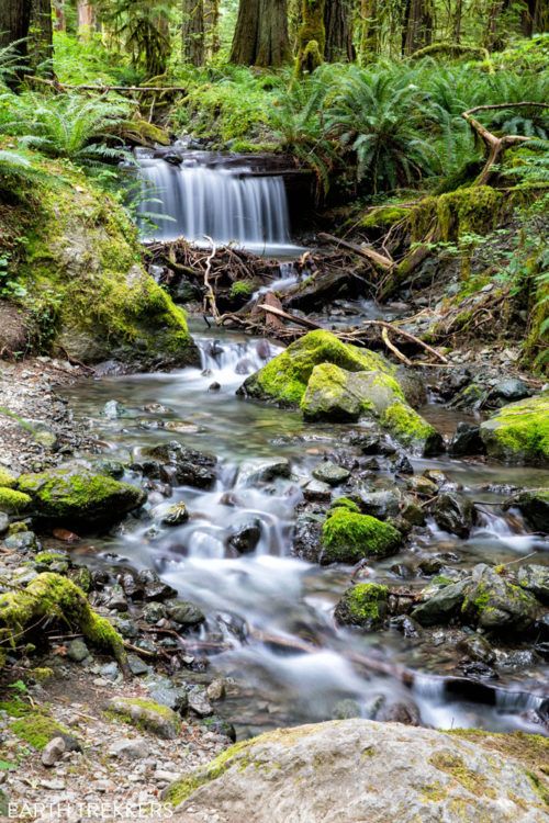 How to Hike the Staircase Rapids Loop in Olympic National Park – Earth ...