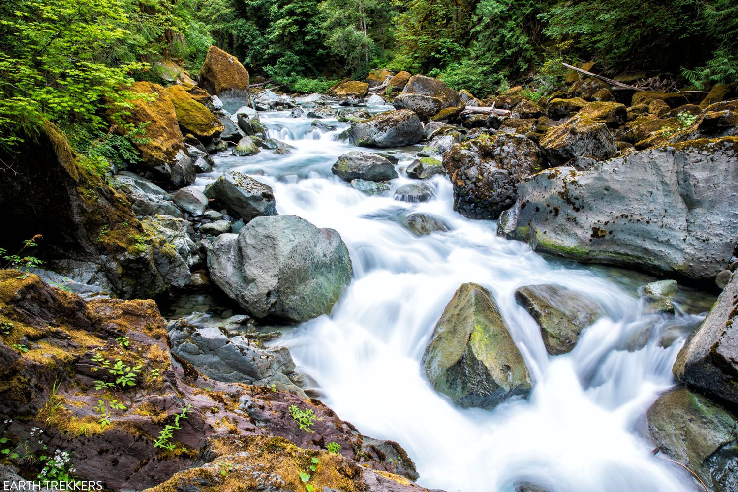 How to Hike the Staircase Rapids Loop in Olympic National Park | Earth ...