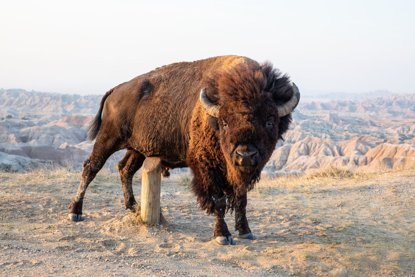 Badlands Bison | South Dakota Itinerary