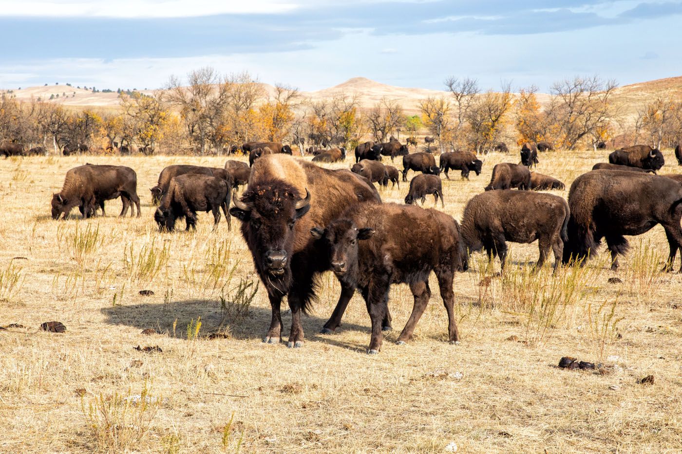 Bison in Custer State Park | South Dakota Itinerary