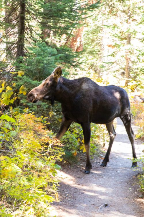 One Perfect Day in Grand Teton National Park Earth Trekkers