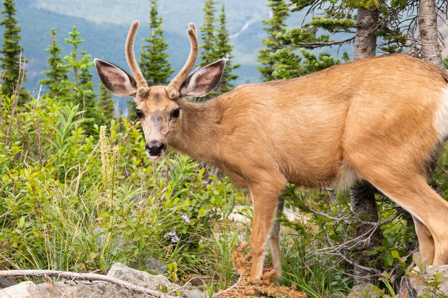 Deer on the Highline Trail
