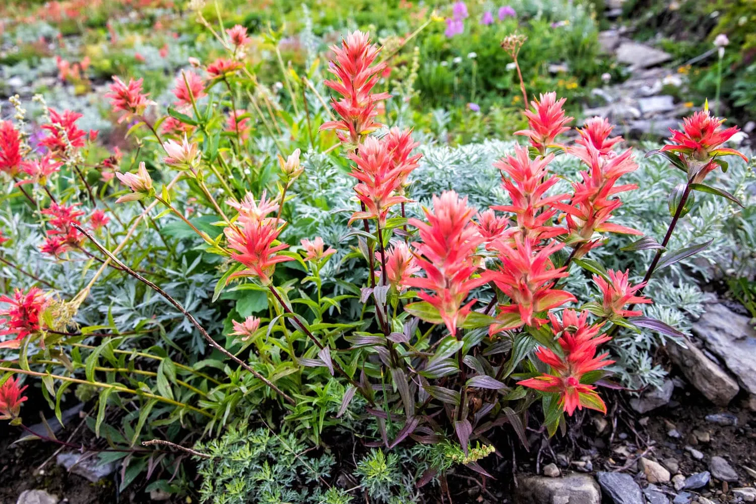 Indian Paintbrush
