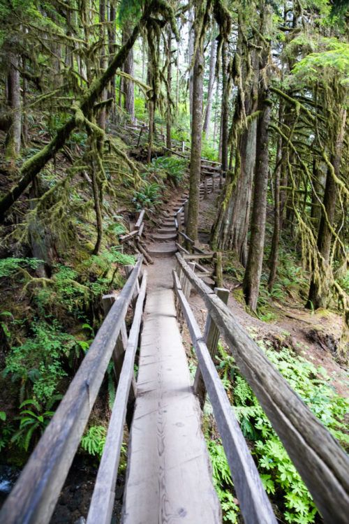 Best Things to Do in Olympic National Park – Earth Trekkers