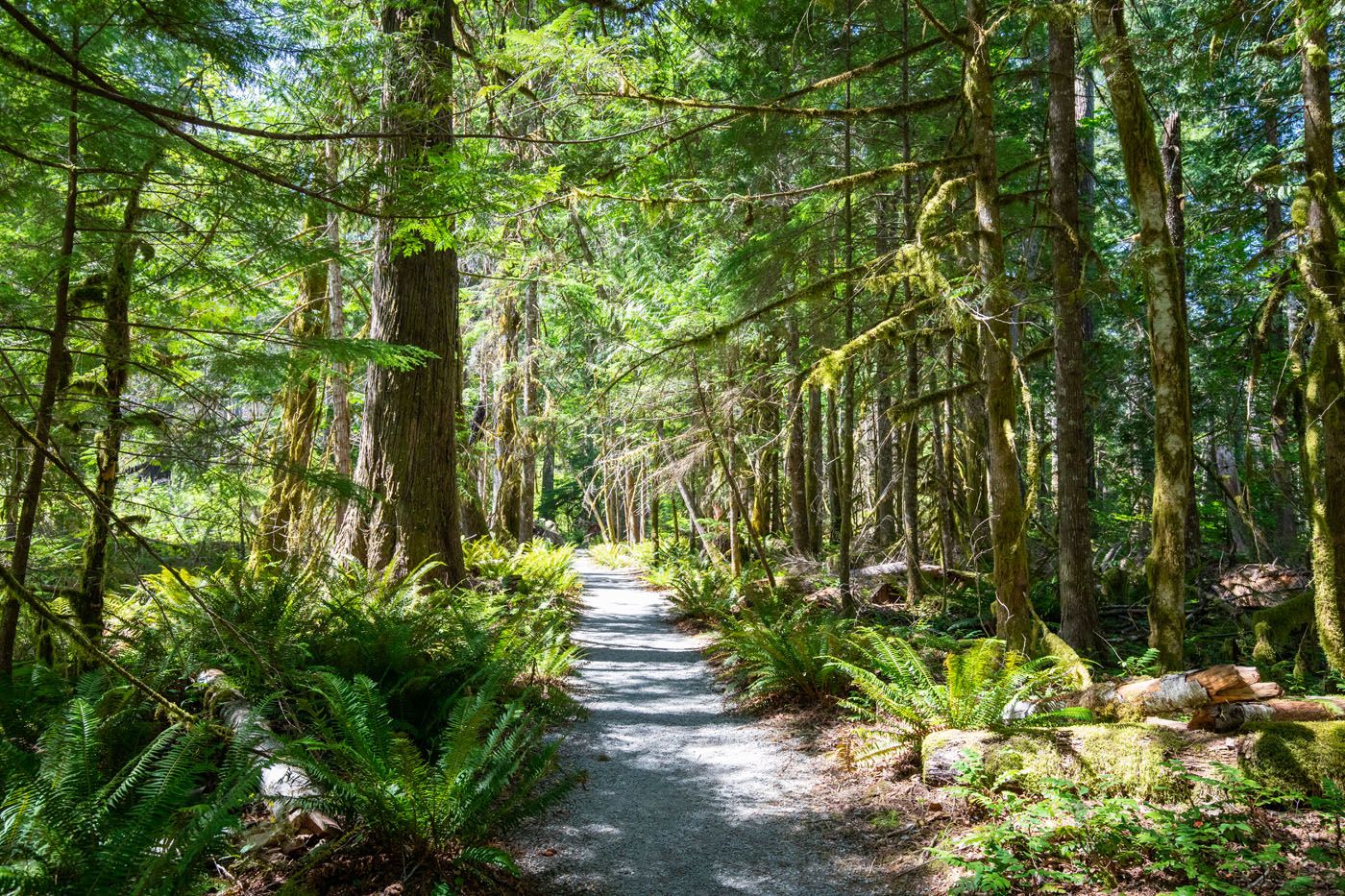 Trail of the Cedars