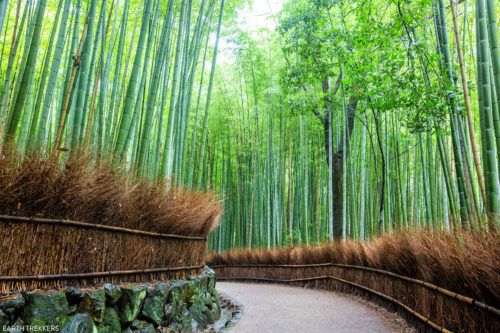 18 Amazing Things to do in Kyoto, Japan | Earth Trekkers