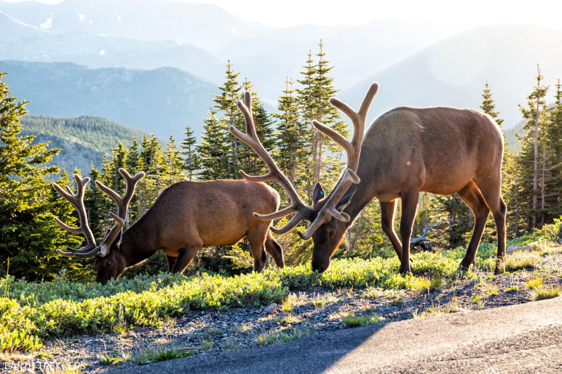 rocky mountain elk range
