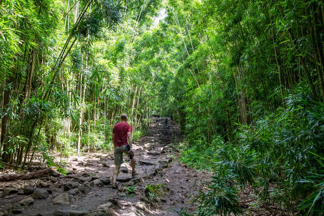 Bamboo Forest Hike Maui