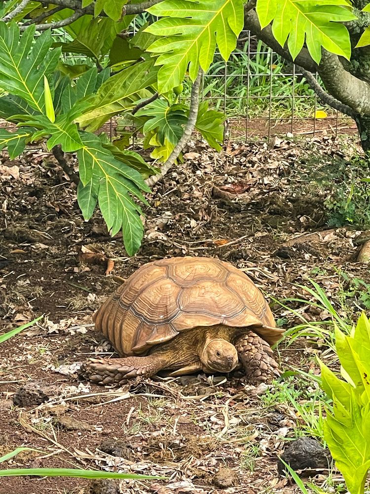 Kauai Tortoise Maha’ulepu Heritage Trail