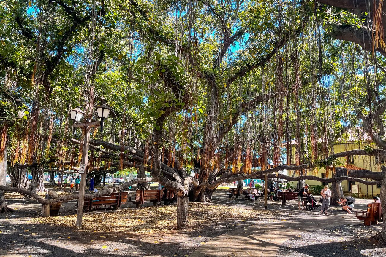 Lahaina Banyan Tree best things to do in Maui