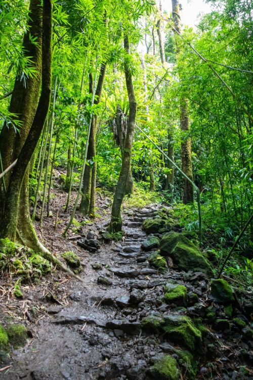 Pīpīwai Trail & the Bamboo Forest: The Complete Hiking Guide – Earth ...