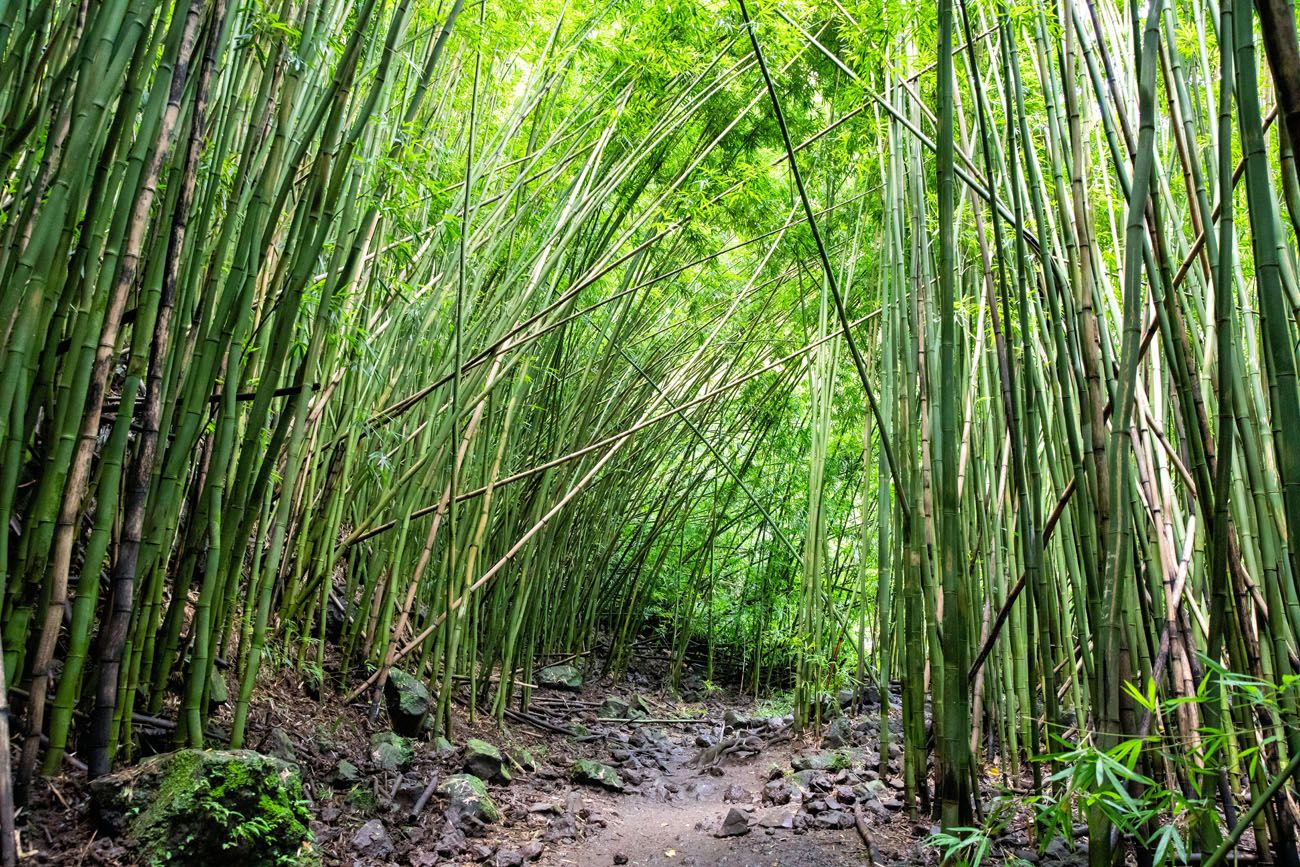 Pipiwai Trail Bamboo
