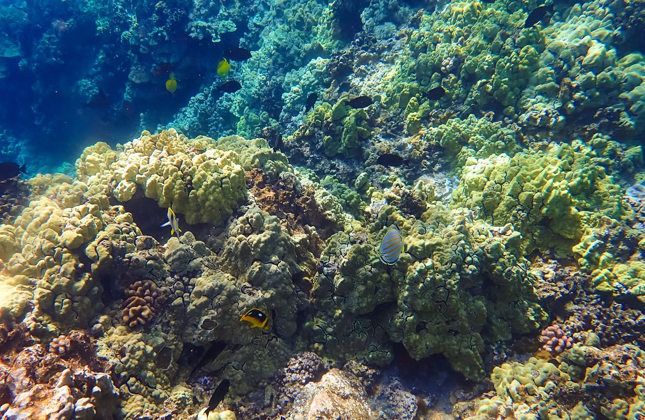 Snorkeling in Maui best things to do in Maui