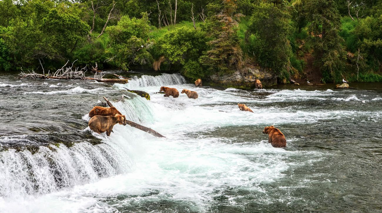 Bear Katmai Photo