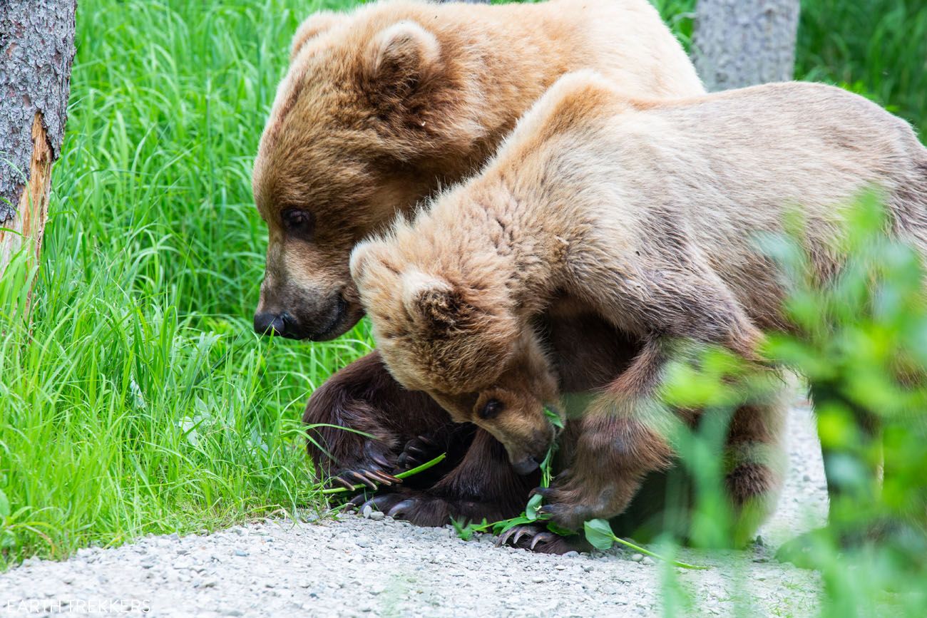 Katmai Cubs Green T-Shirt