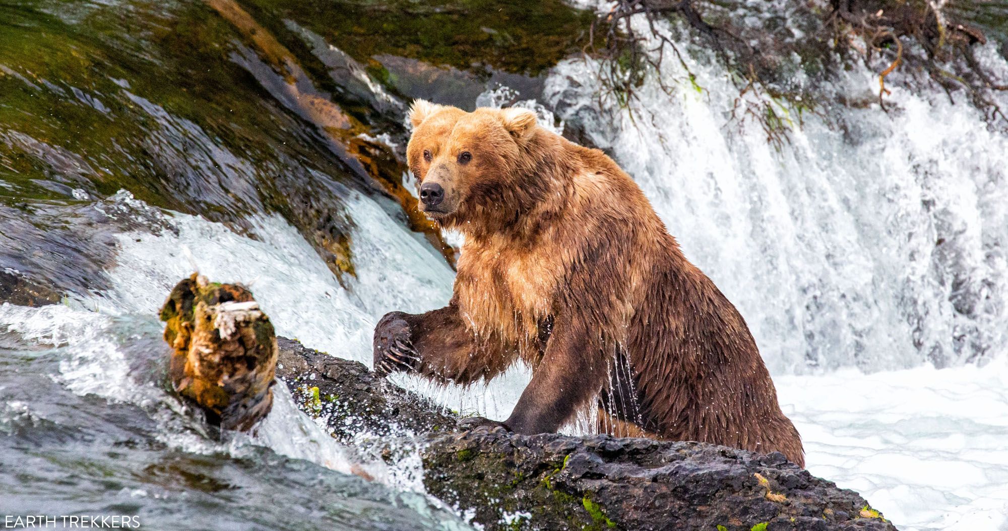 One of the oldest – and most beloved – bears at Katmai National Park  finally returns to Brooks Falls - Alaska Public Media