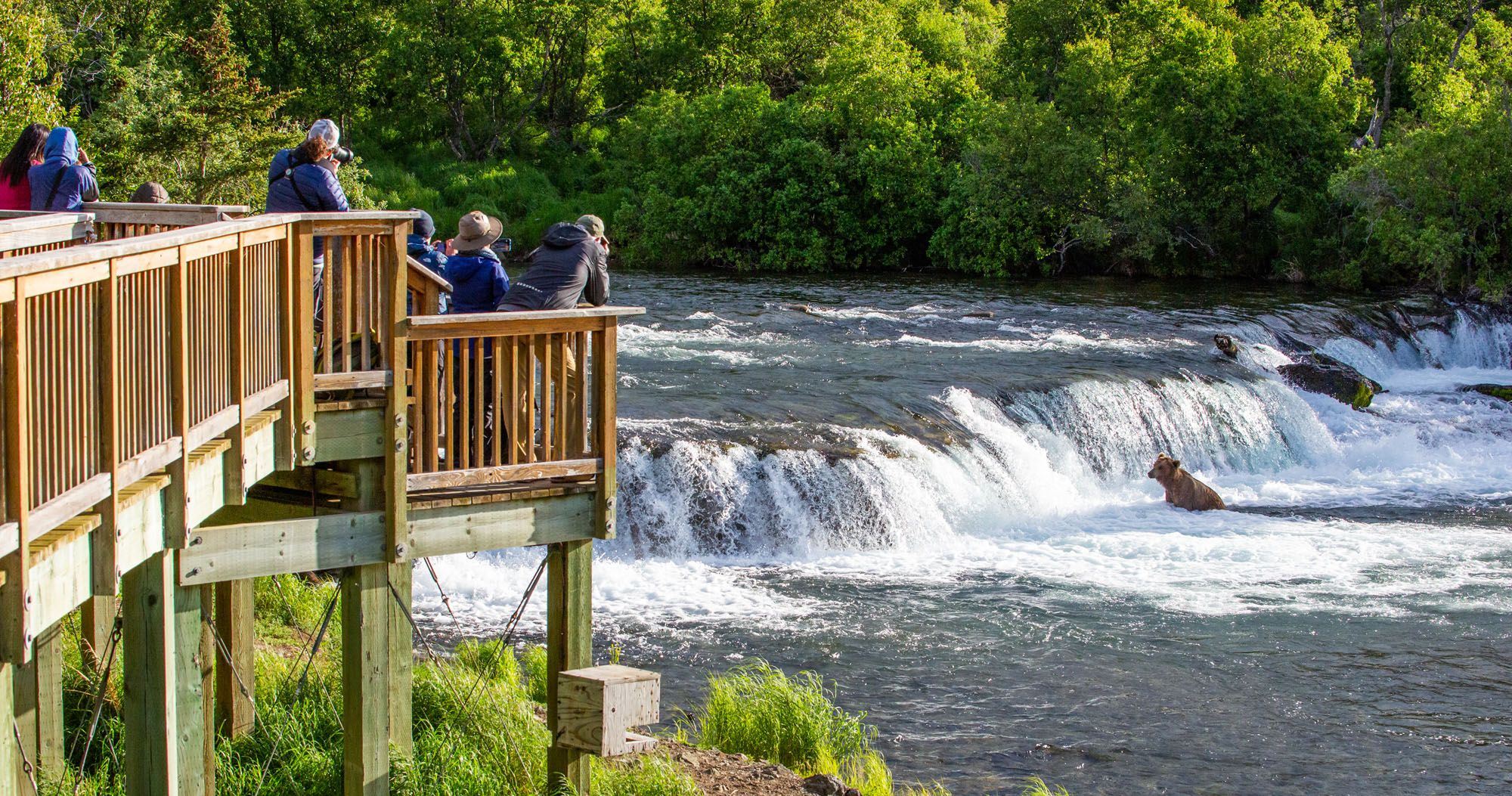 Featured image for “Complete Guide to Brooks Falls Trail & Viewing Platforms | Katmai National Park”