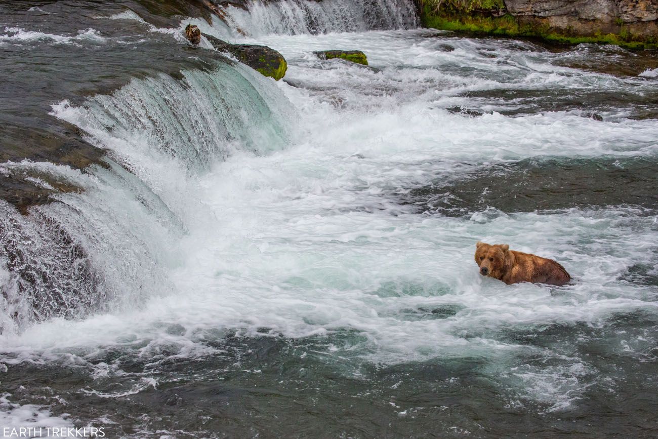 Brooks Falls No Salmon