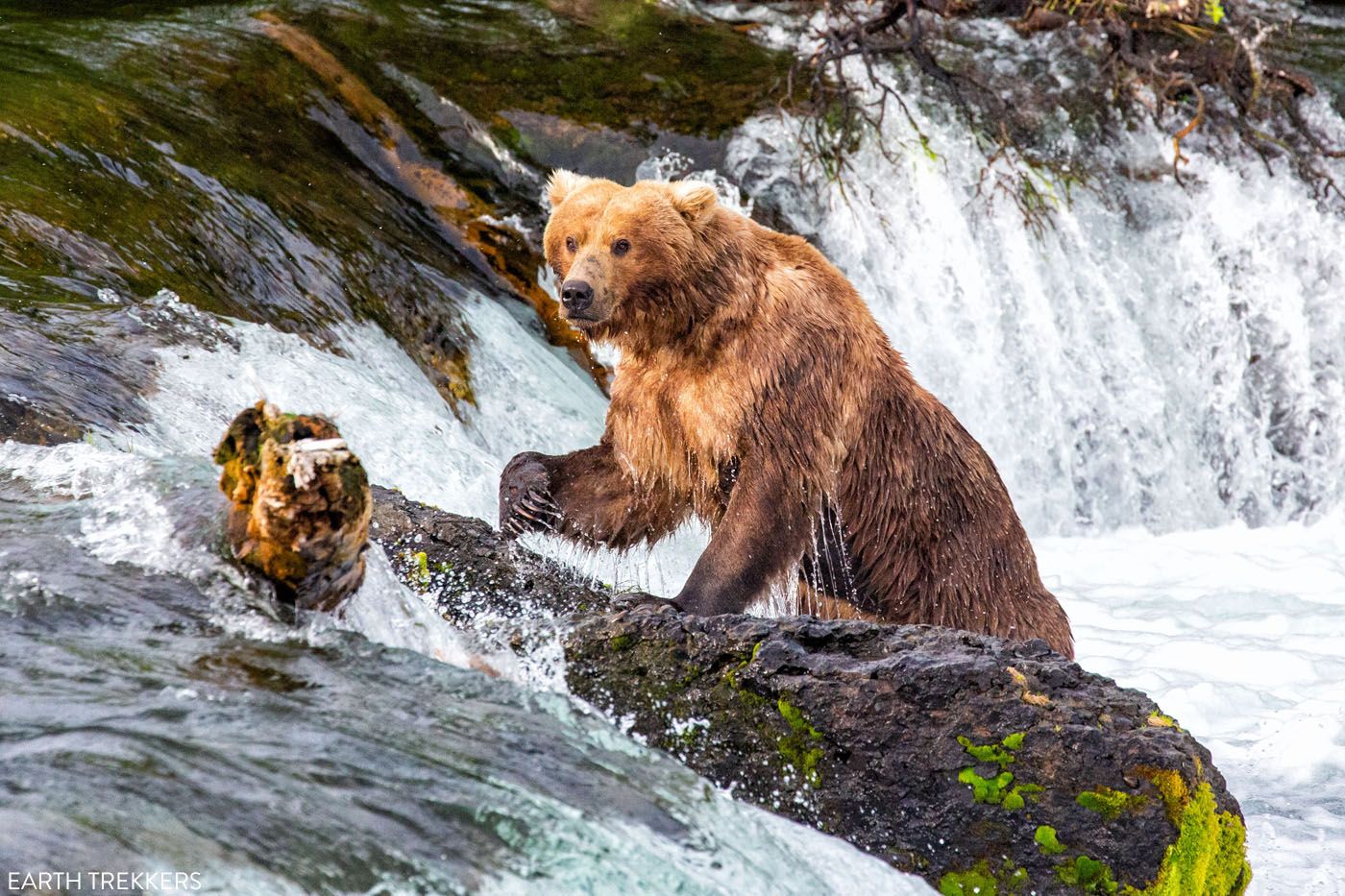 Bears Of Brooks River 2024 - Ronny Cinnamon