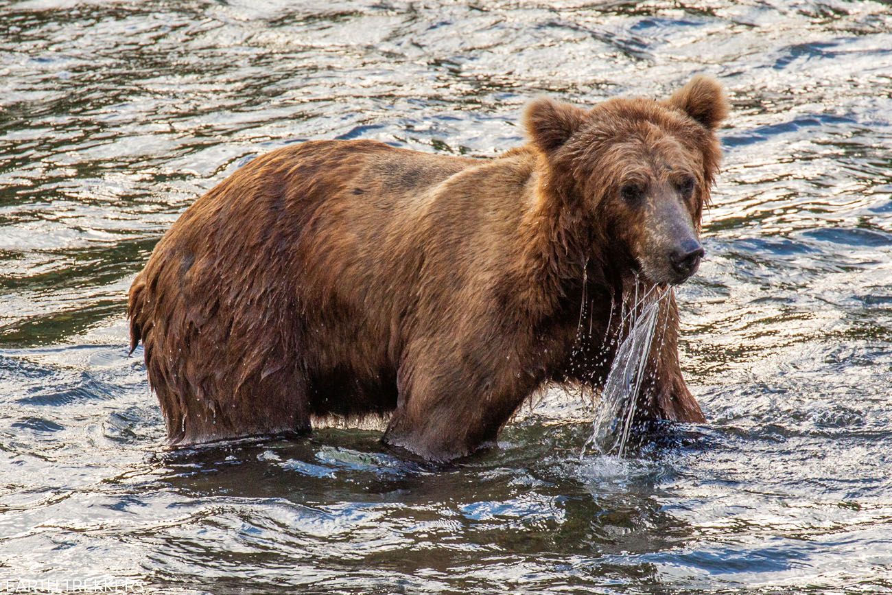 Brown Bear Brooks River