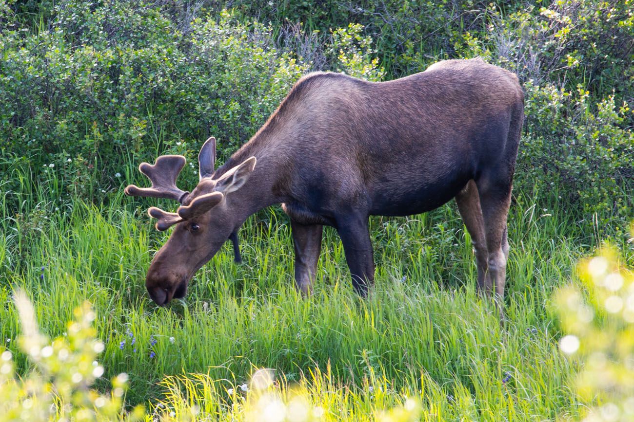 Denali Park Road Moose