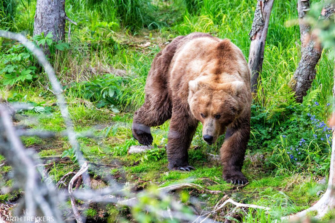 8 Amazing Things to Do in Katmai National Park & Preserve – Earth Trekkers