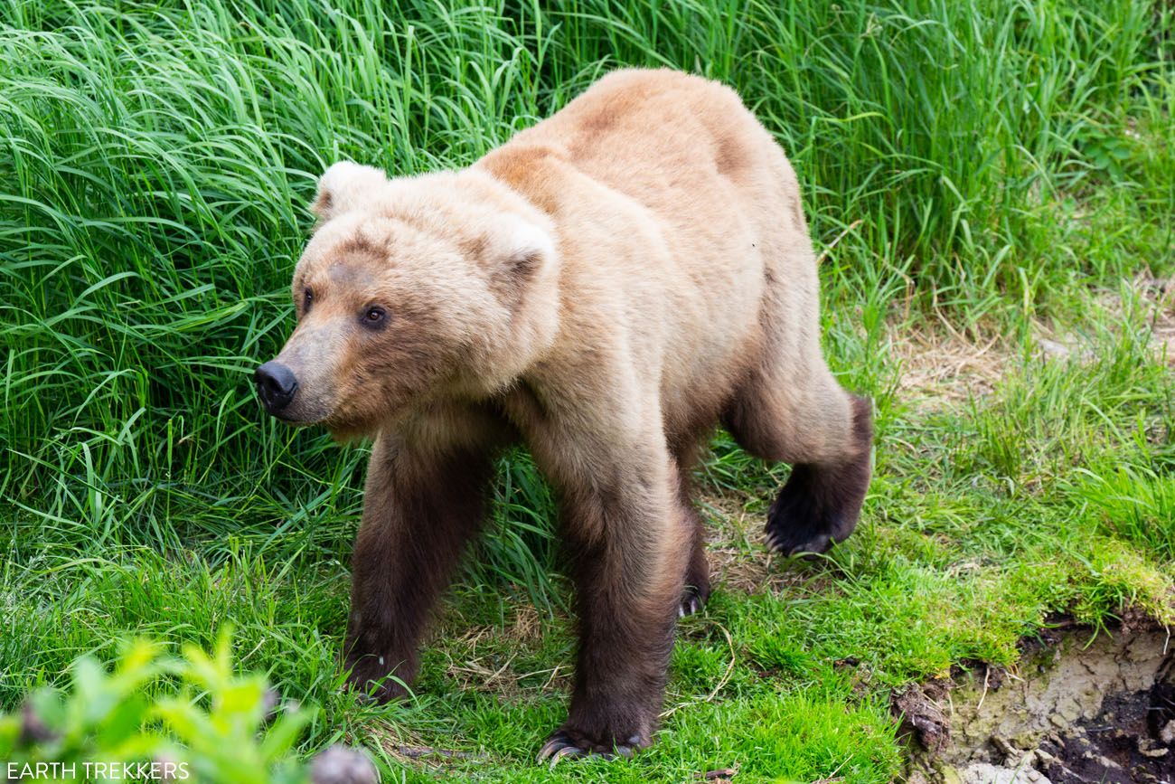 Katmai Bear
