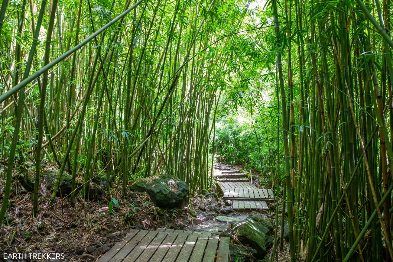 Maui Bamboo Forest