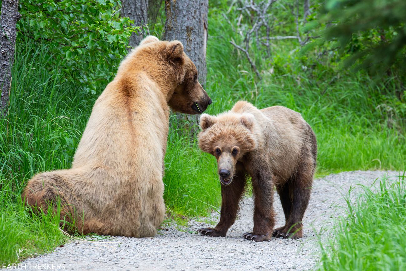 Katmai Cubs Yellow T-Shirt