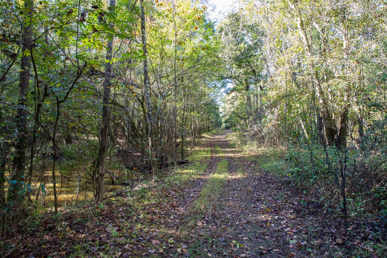 Bates Ferry Trail best things to do in Congaree