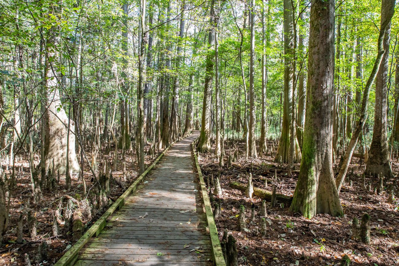 Congaree Boardwalk Trail | Best National Parks in November