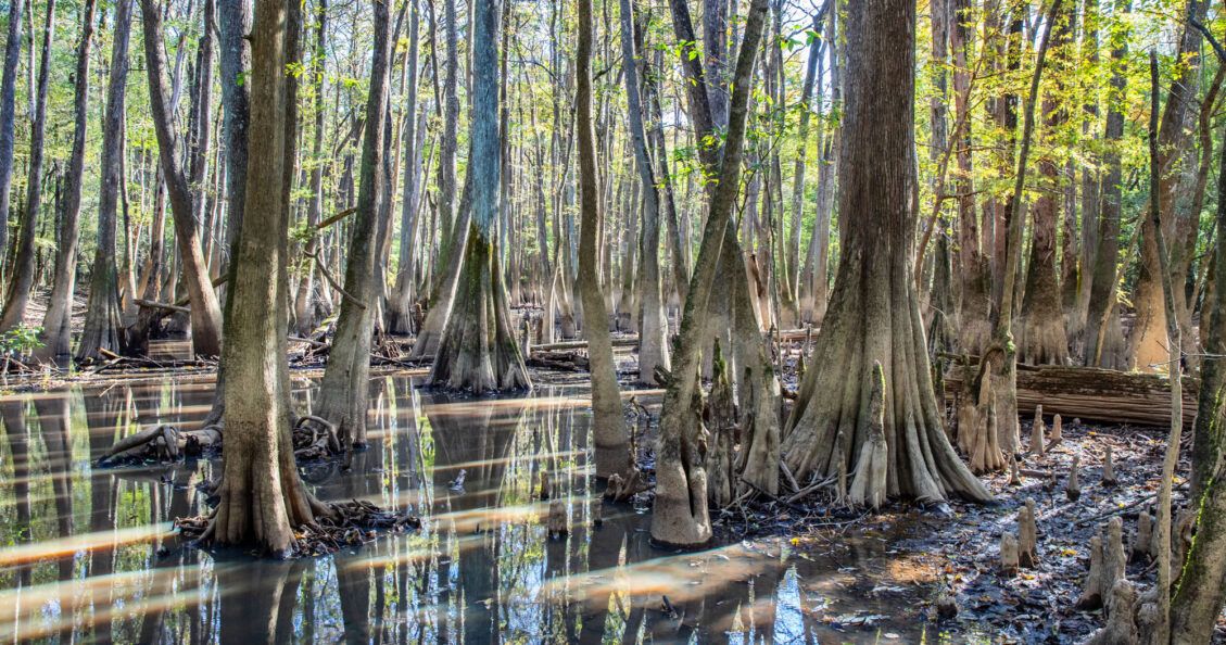 Congaree National Park Guide