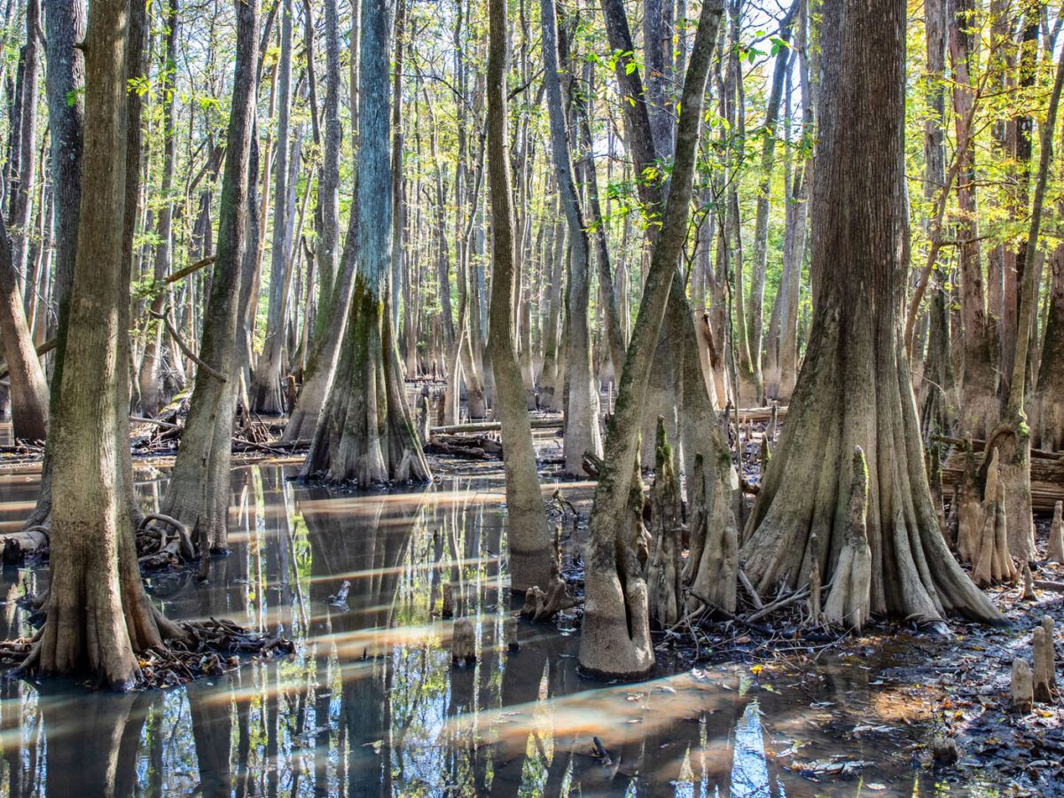 are dogs allowed at congaree national park